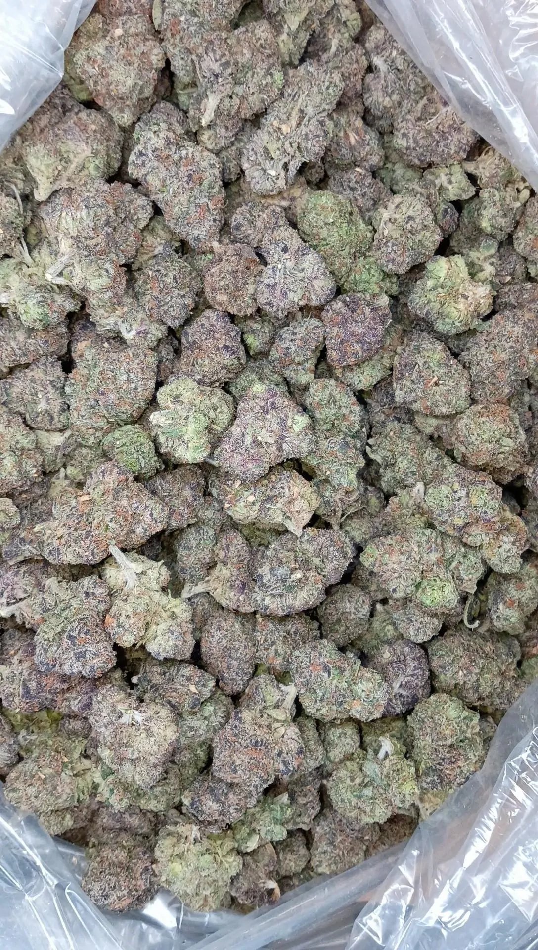 Lemon Cherry Gelato Flower